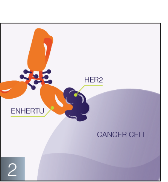 Antibody and cancer cell graphic