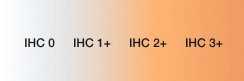 HER2 IHC scores range graphic