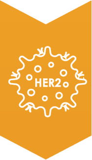 HER2 protein
