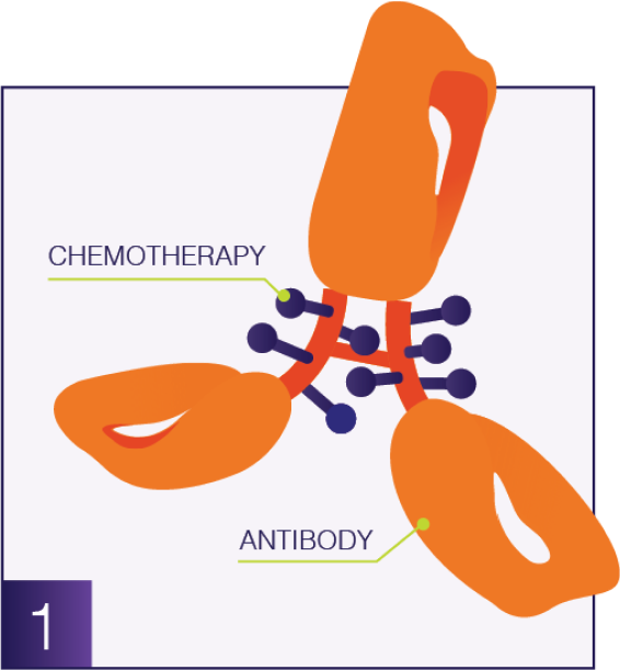 Antibody graphic