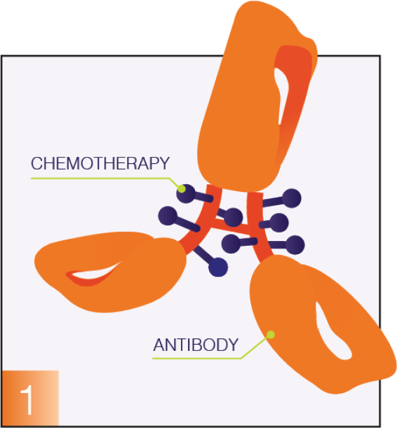 Antibody graphic
