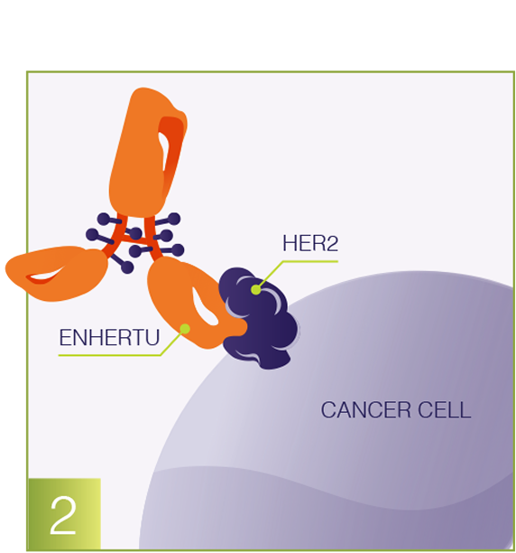 Antibody and cancer cell graphic