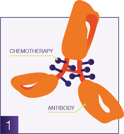 Antibody graphic