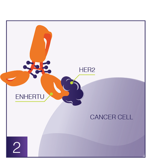 Antibody and cancer cell graphic