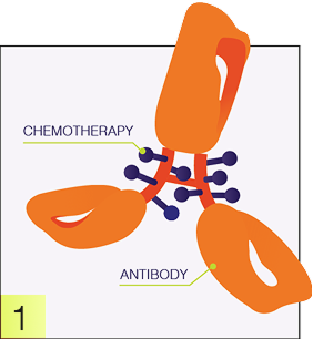 Antibody graphic