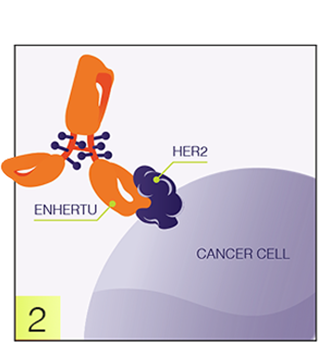 Antibody and cancer cell graphic