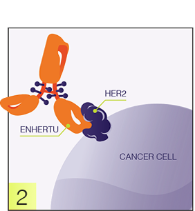 Antibody and cancer cell graphic